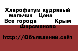 Хларофитум кудрявый мальчик › Цена ­ 30 - Все города  »    . Крым,Ферсманово